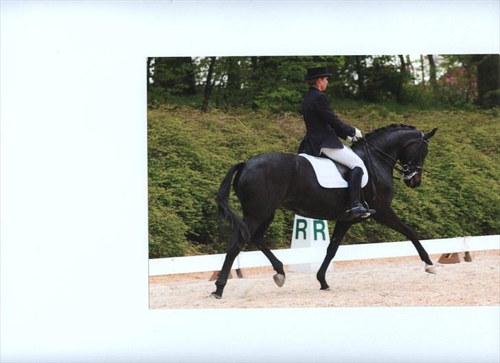 Dansk Varmblod Primavera IV F billede 3