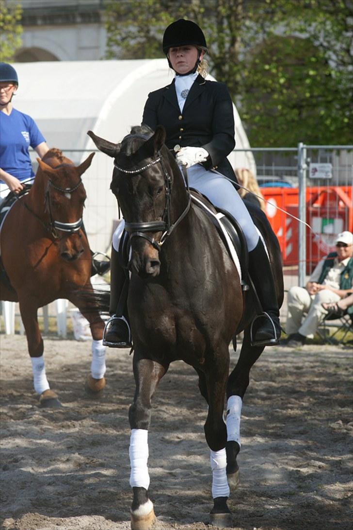 Dansk Varmblod Primavera IV F billede 4