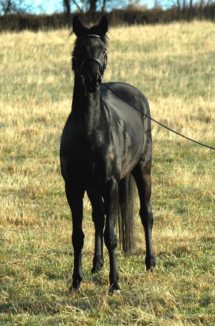 Dansk Varmblod Primavera IV F billede 5