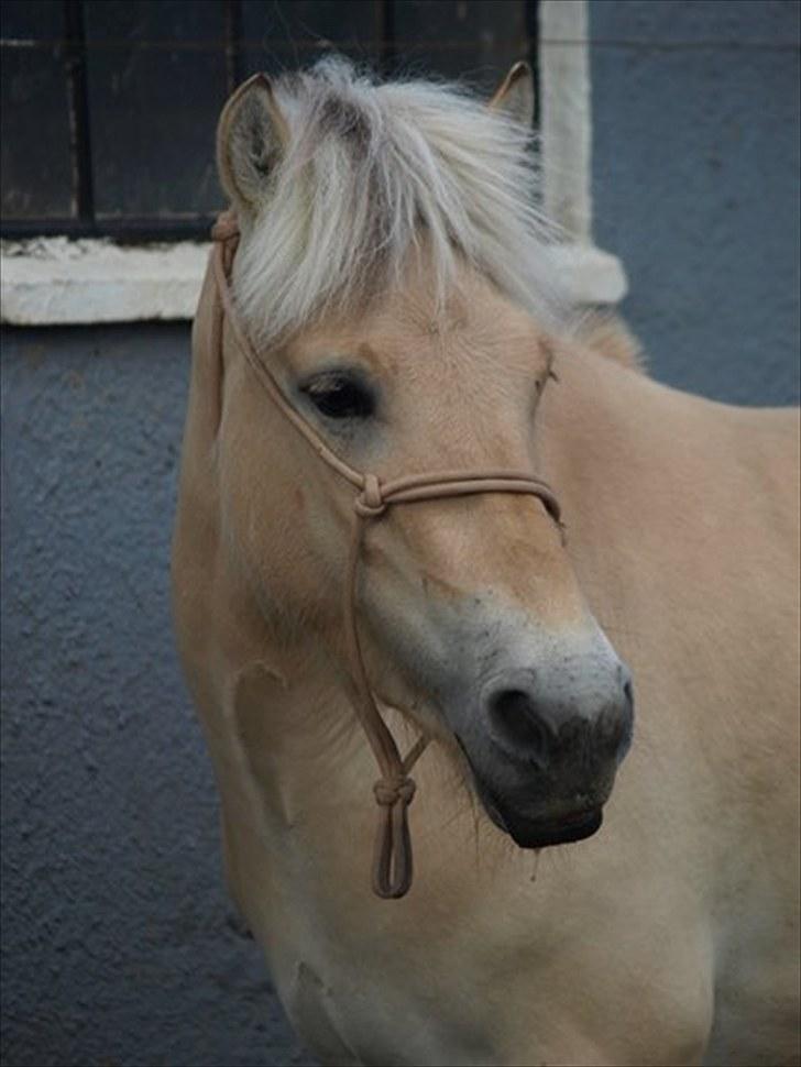 Fjordhest Østermark breezer billede 2