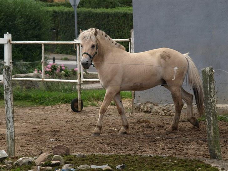 Fjordhest Østermark breezer billede 3