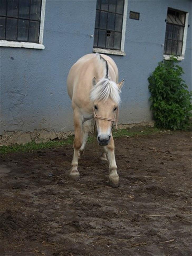 Fjordhest Østermark breezer billede 4