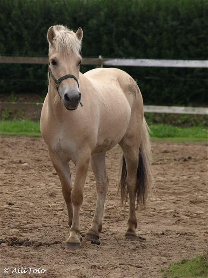 Fjordhest Østermark breezer billede 5