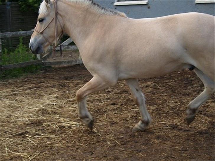 Fjordhest Østermark breezer billede 6