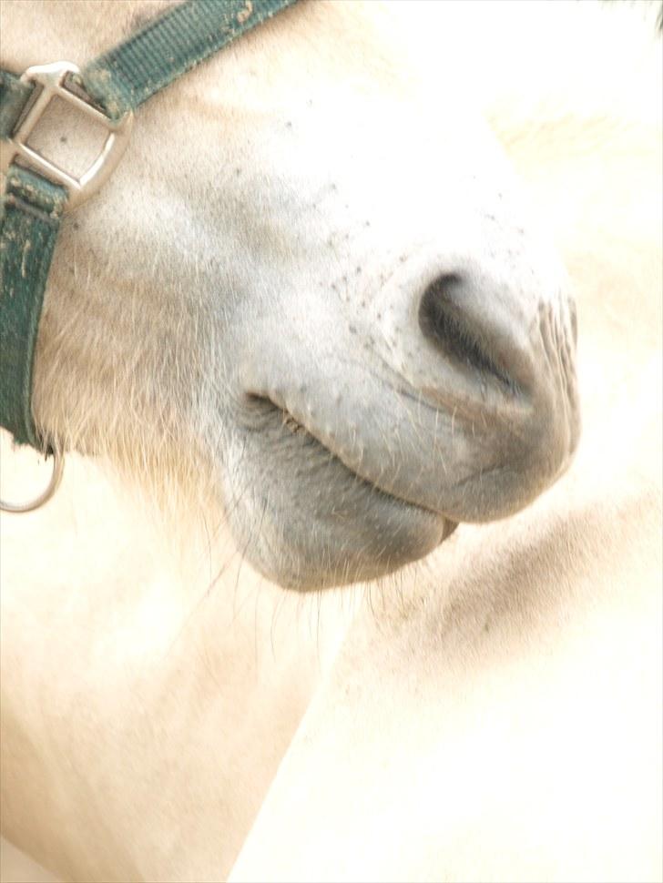 Fjordhest Østermark breezer billede 7