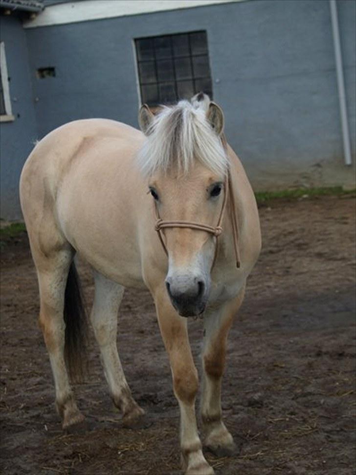 Fjordhest Østermark breezer billede 8