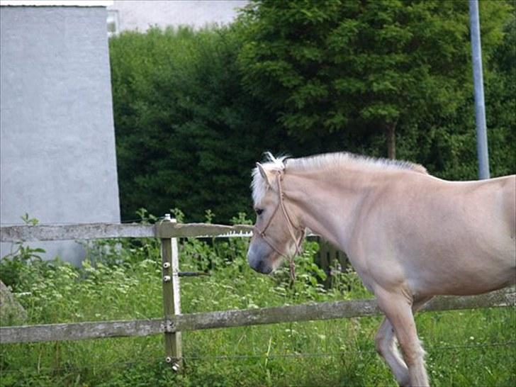 Fjordhest Østermark breezer billede 9