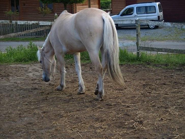 Fjordhest Østermark breezer billede 10