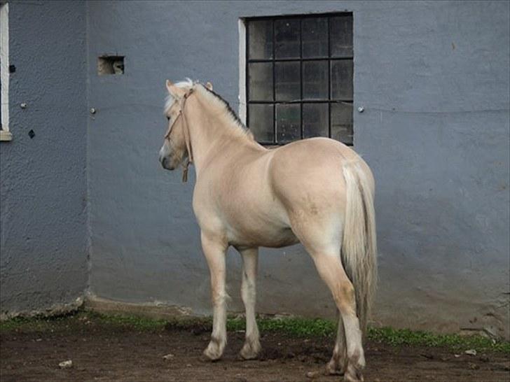 Fjordhest Østermark breezer billede 11