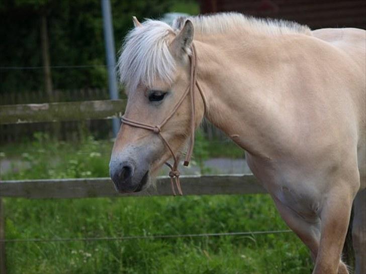 Fjordhest Østermark breezer billede 12