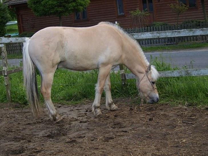 Fjordhest Østermark breezer billede 13