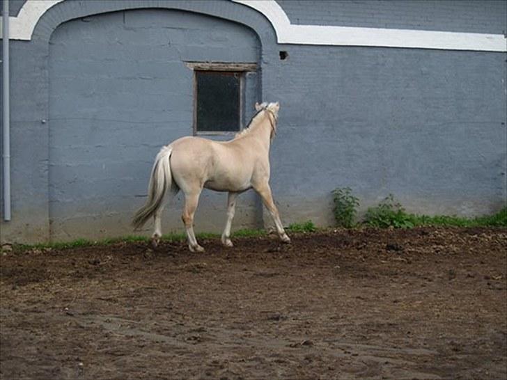 Fjordhest Østermark breezer billede 14