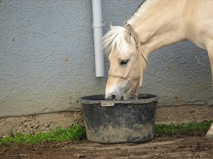 Fjordhest Østermark breezer billede 15