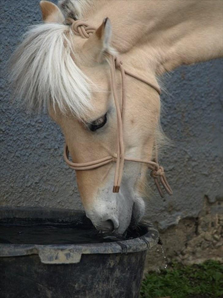 Fjordhest Østermark breezer billede 16