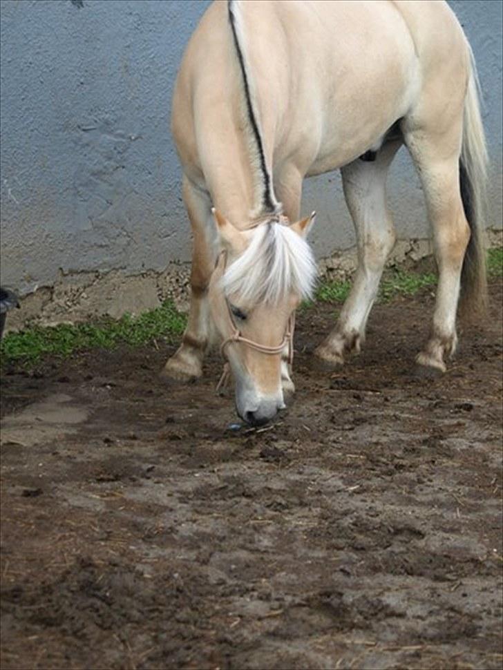 Fjordhest Østermark breezer billede 17