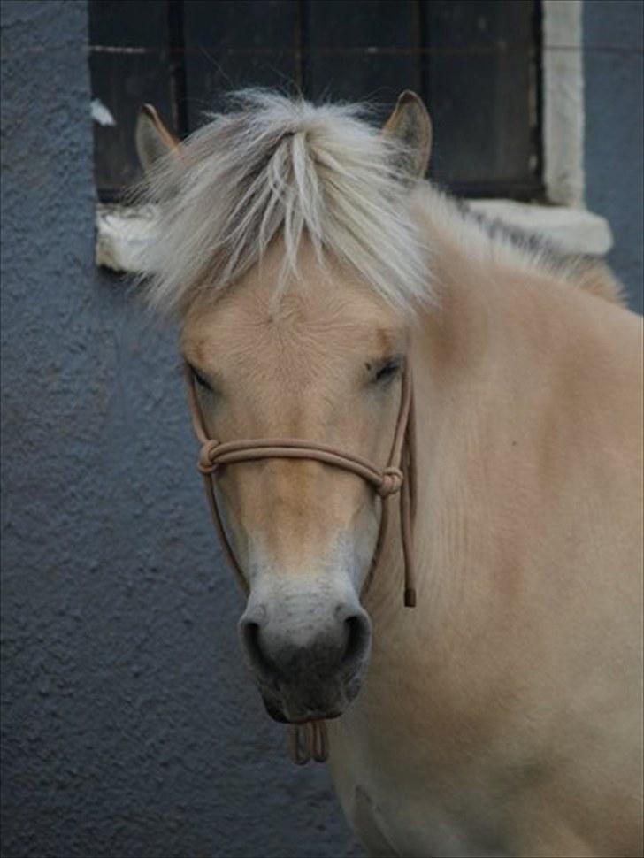 Fjordhest Østermark breezer billede 18