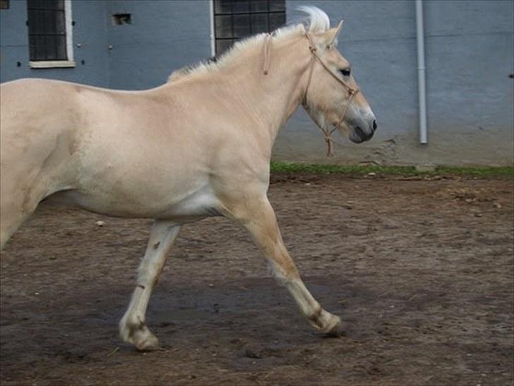 Fjordhest Østermark breezer billede 19
