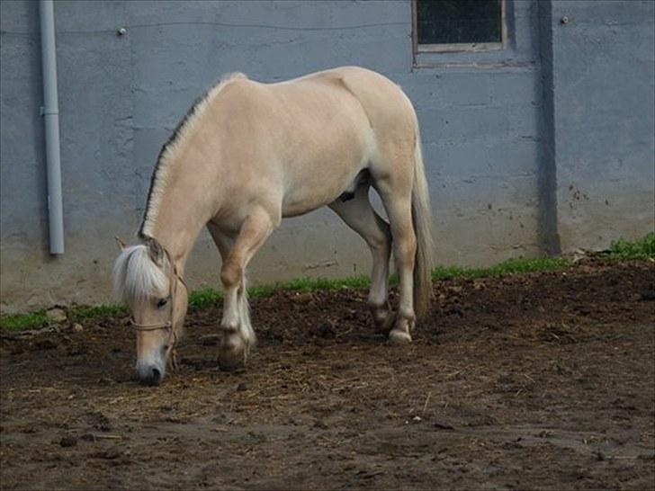 Fjordhest Østermark breezer billede 20