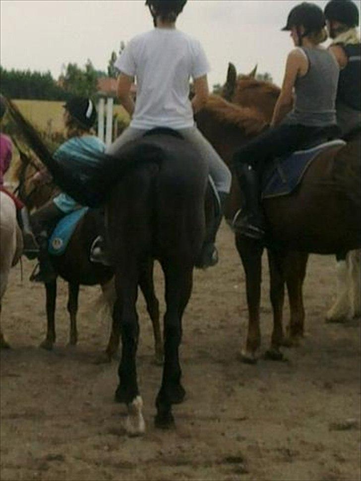 Fuldblod (XX) Toftegaardens Mango - nyt. billede 11