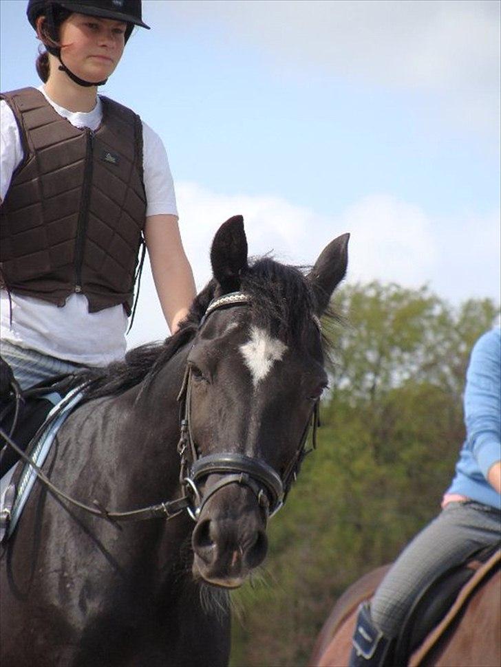 Fuldblod (XX) Toftegaardens Mango billede 6