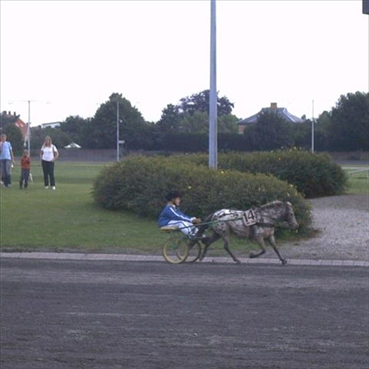 Knabstrupper Prinsesse Marie*solgt:'( - Pm looks great (; billede 14