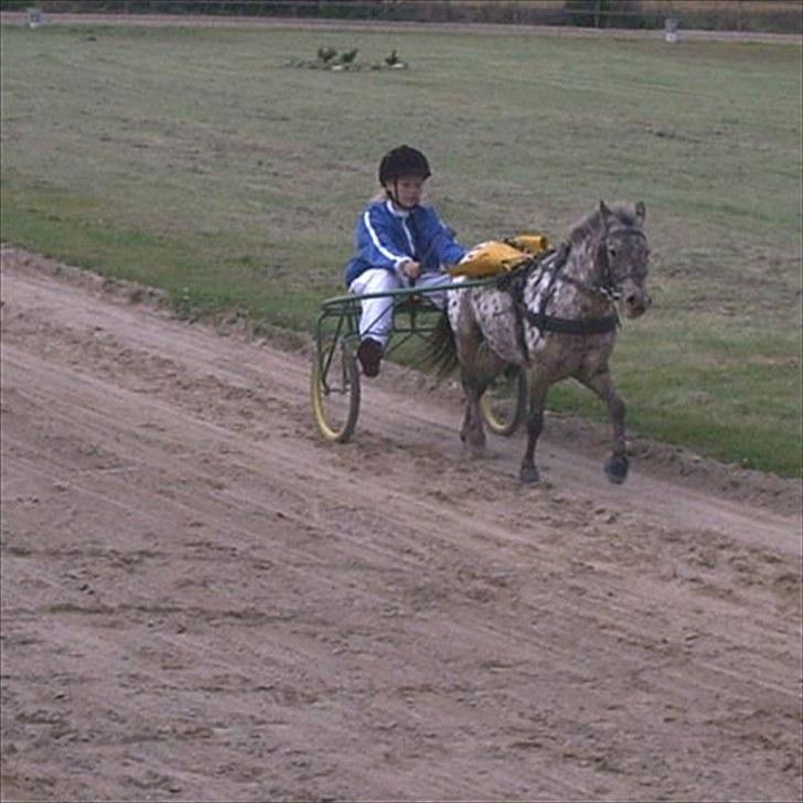Knabstrupper Prinsesse Marie*solgt:'( - Endnu engang, fantastiske gangarter(: billede 15
