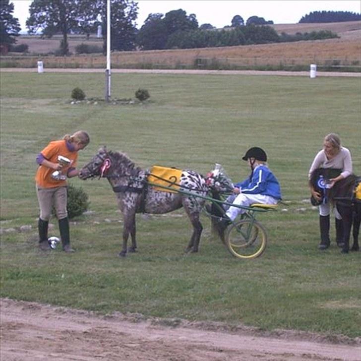 Knabstrupper Prinsesse Marie*solgt:'( - Første plads(: billede 16