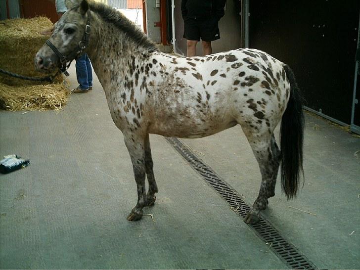 Knabstrupper Prinsesse Marie*solgt:'( - Hendes skønne krop, selvom den godt kunne bruge flere muskler(; billede 17