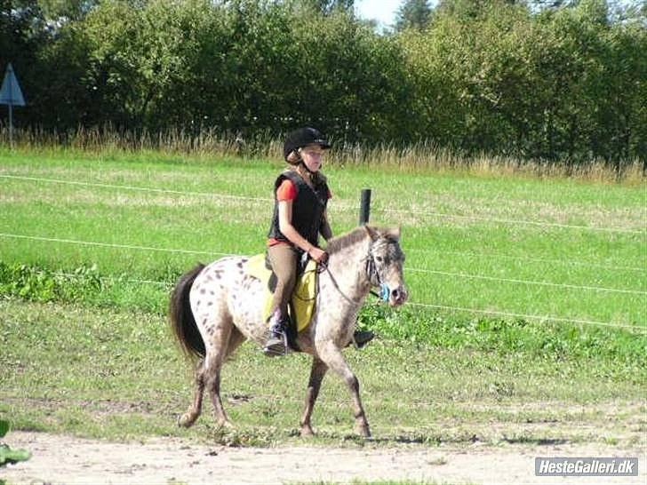 Knabstrupper Prinsesse Marie*solgt:'( - Pm og Julie billede 18