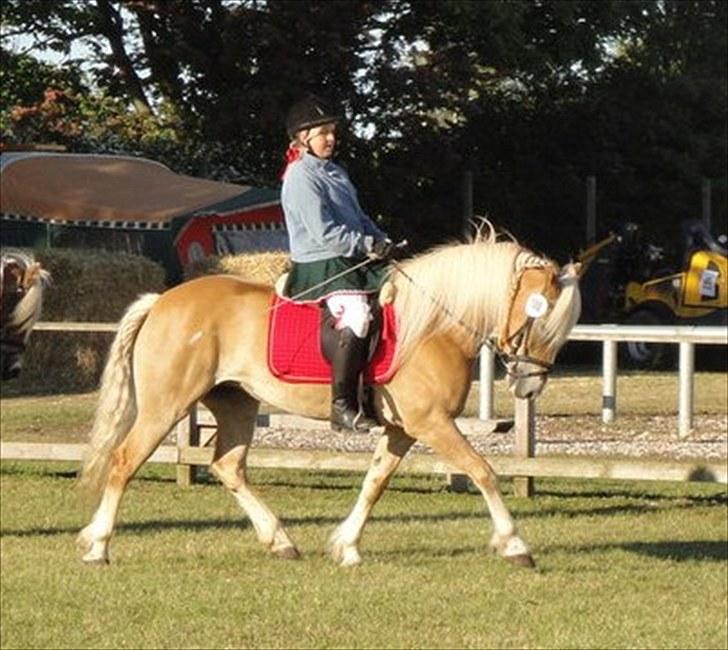 Haflinger Wantih **SOLGT** - Mig og Wantih til opvarming til det store hesteshow til dyreskue:) billede 13