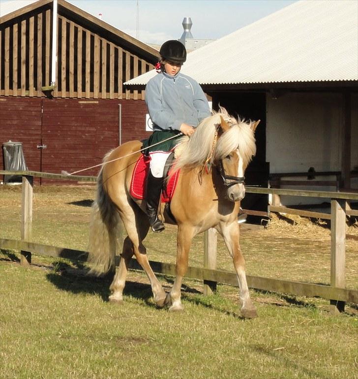 Haflinger Wantih **SOLGT** - Mig og Wantih til opvarming til det store hesteshow til dyreskue:) billede 14