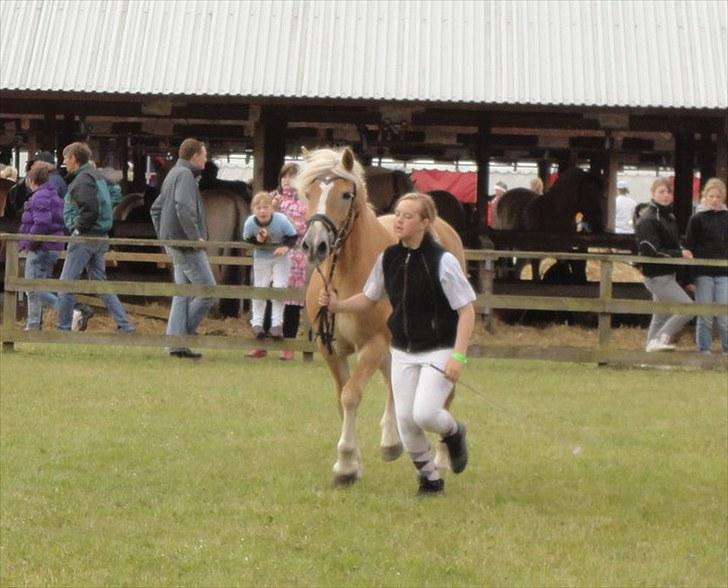 Haflinger Wantih **SOLGT** - mønstring:) billede 15