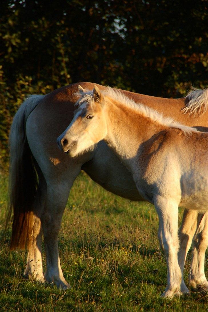 Haflinger Unikka Stald Friis billede 14