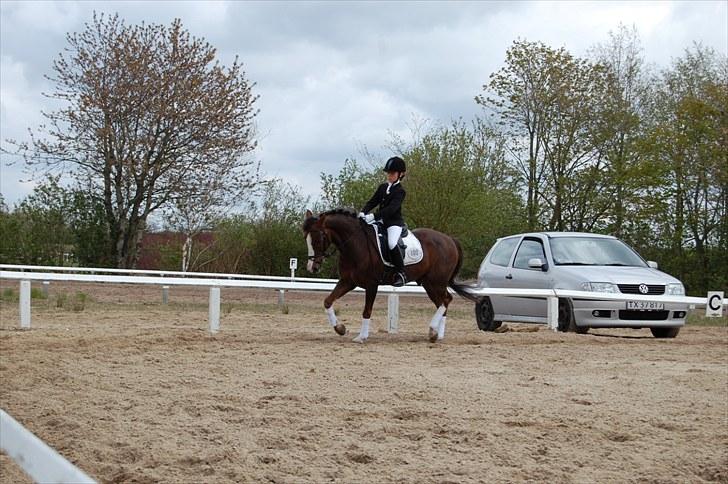 New Forest Marvin - Stævne i Helle billede 14