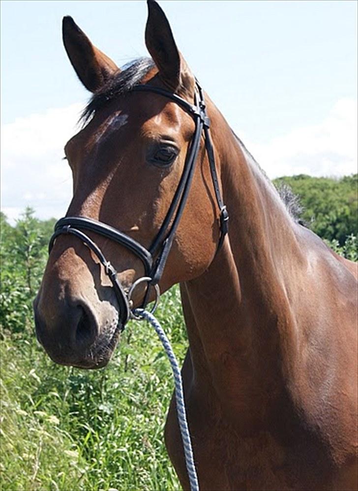 Dansk Varmblod Miss Cuba Xpart - Smukke Cuba :) 21.6.2010 billede 1