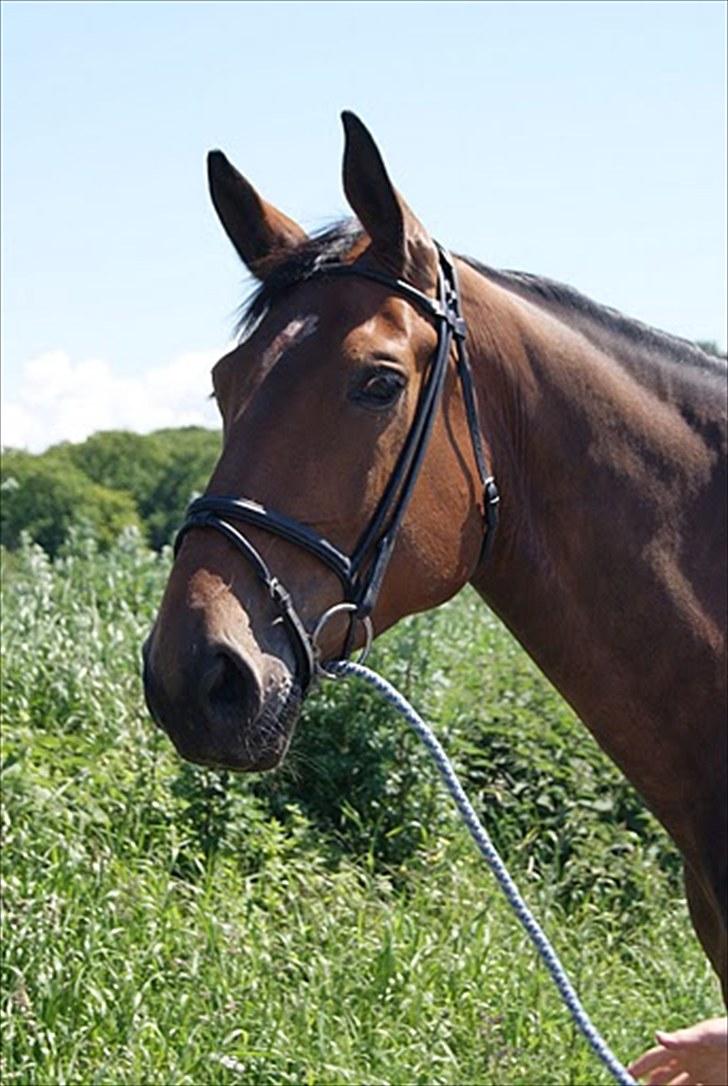 Dansk Varmblod Miss Cuba Xpart - Profilbillede<3 billede 3