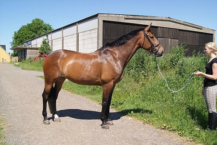 Dansk Varmblod Miss Cuba Xpart - modelhest :´) billede 5