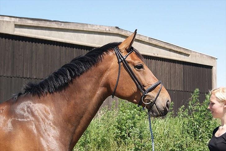 Dansk Varmblod Miss Cuba Xpart - Fotograf: Olivia <3 21.6.2010 billede 6