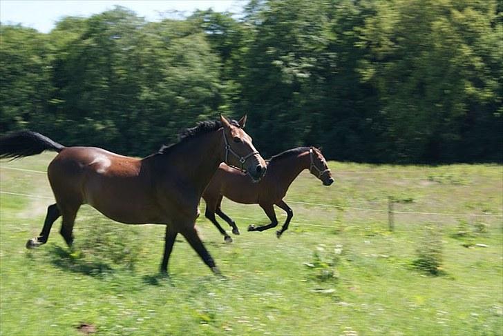 Dansk Varmblod Miss Cuba Xpart - Cuba først og Nucky bagerst (: billede 7