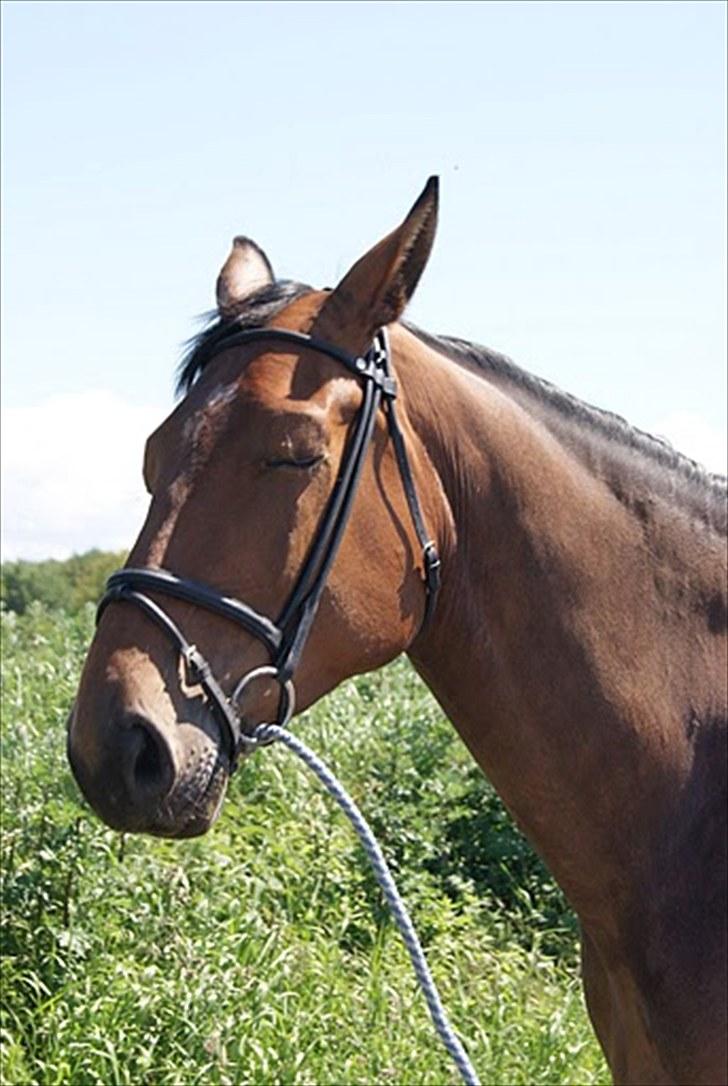 Dansk Varmblod Miss Cuba Xpart - Du så kær (: billede 8