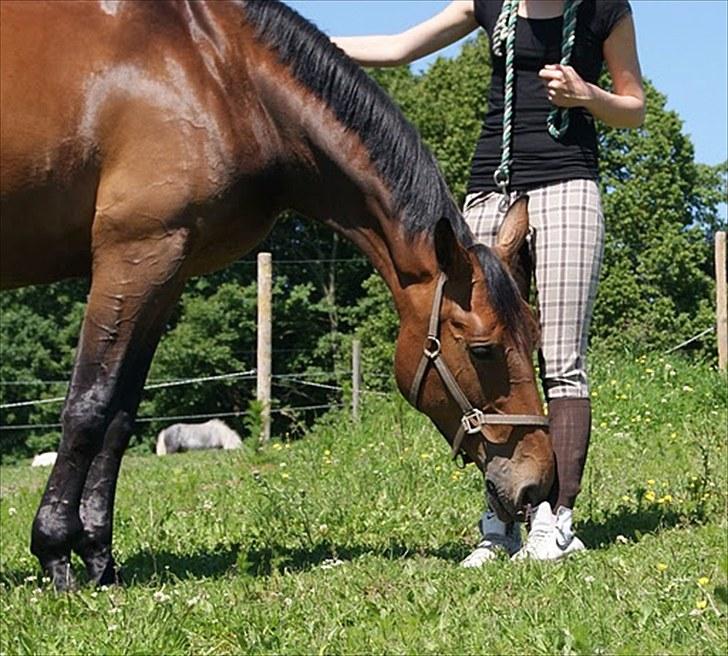 Dansk Varmblod Miss Cuba Xpart billede 11