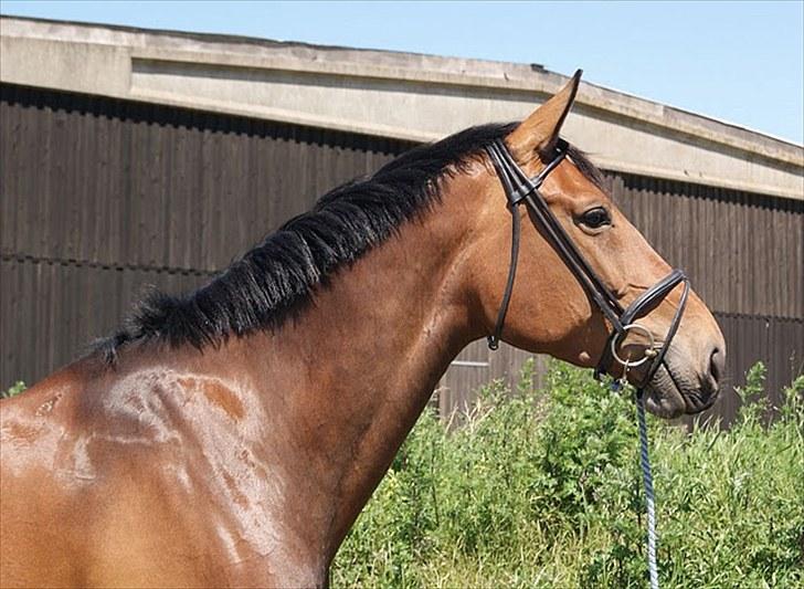 Dansk Varmblod Miss Cuba Xpart - smukke <3 billede 12