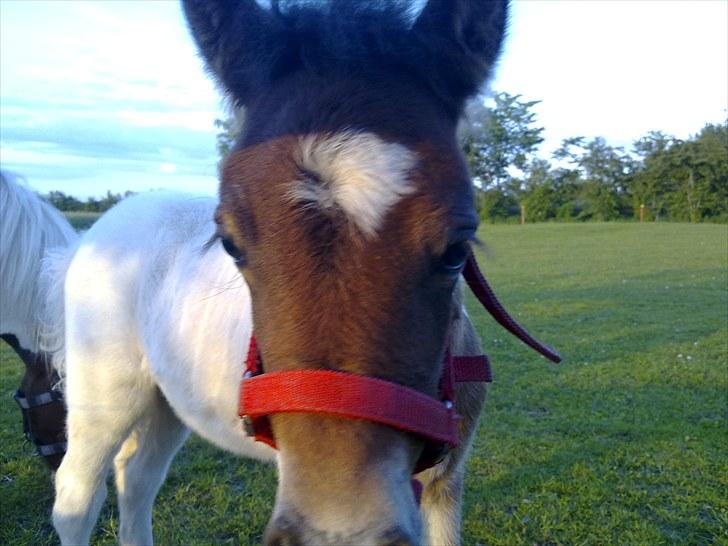 Anden særlig race Coco Star - Er jeg ikke bare nuttet billede 1