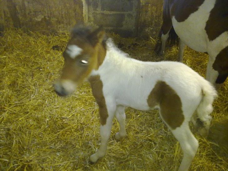 Anden særlig race Coco Star - Et døgn gammel og lækker lækker ren og blød billede 2