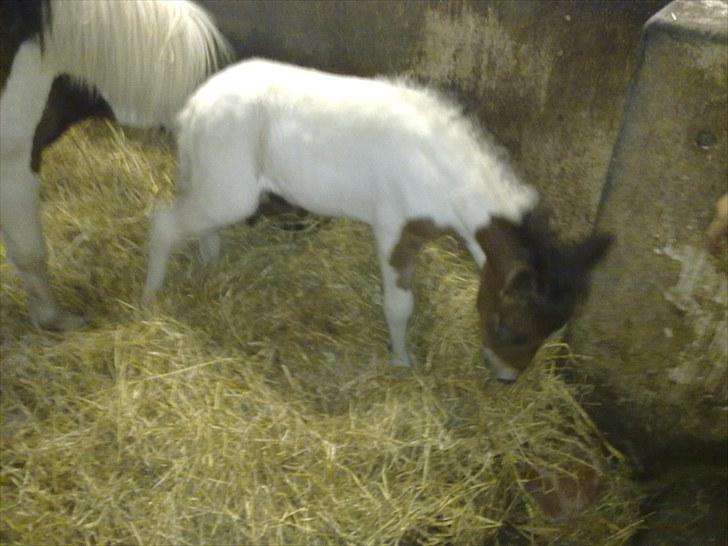 Anden særlig race Coco Star billede 3