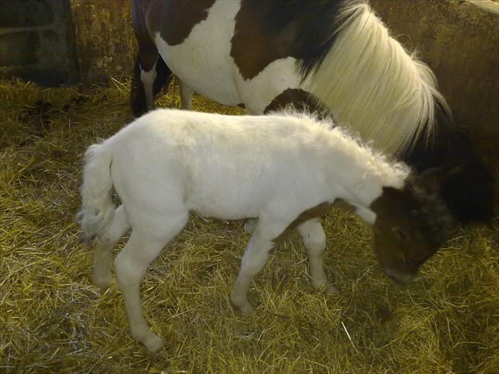 Anden særlig race Coco Star billede 4