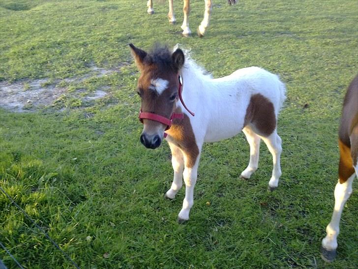 Anden særlig race Coco Star - På fold med sin mor og gamle Lizette billede 5