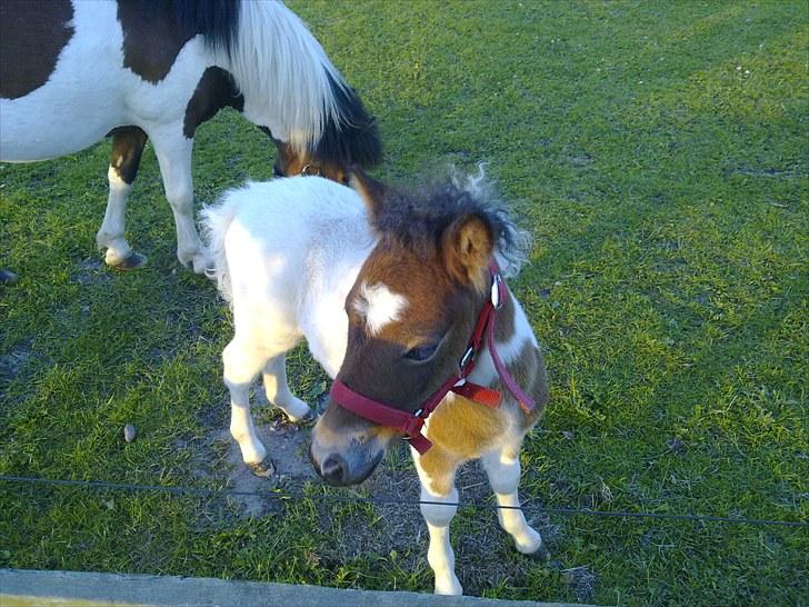 Anden særlig race Coco Star - Hvad er det lige der sker derhenne ? billede 6