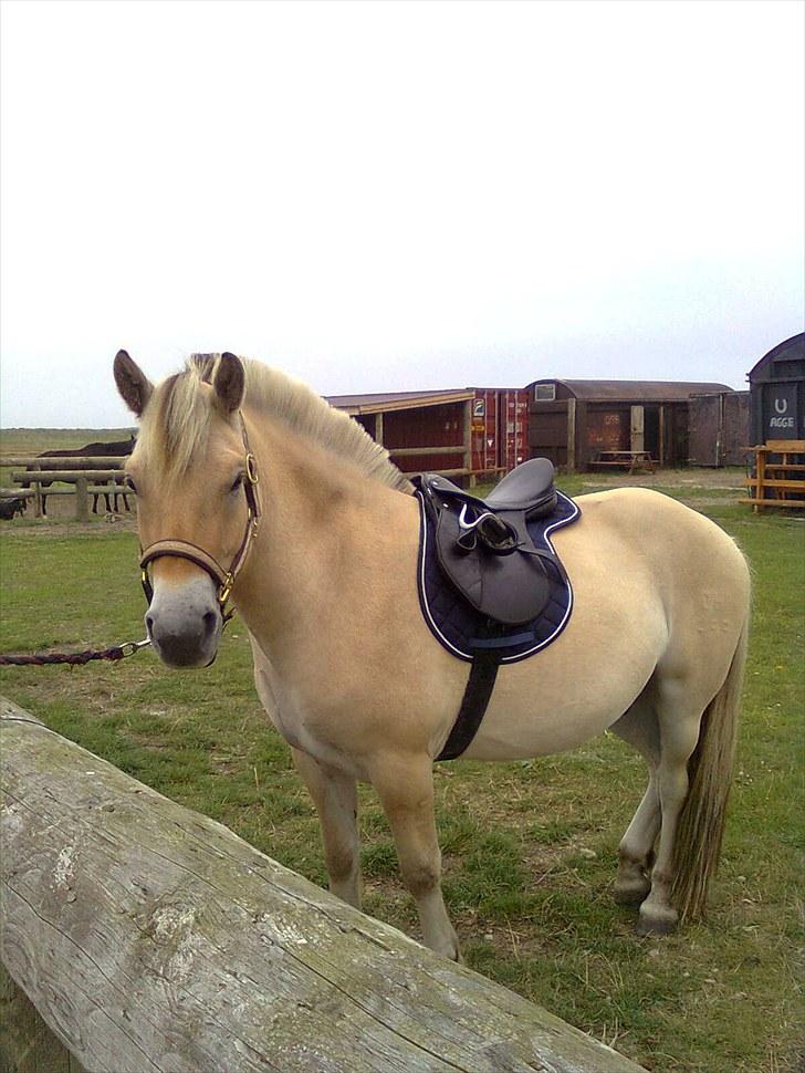 Fjordhest granit kjærgaard  Tidligere hest - Da jeg skulle tilride granit sidste år billede 9