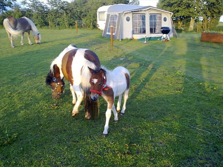 Anden særlig race Coco Star - må hellere følge med mor billede 7